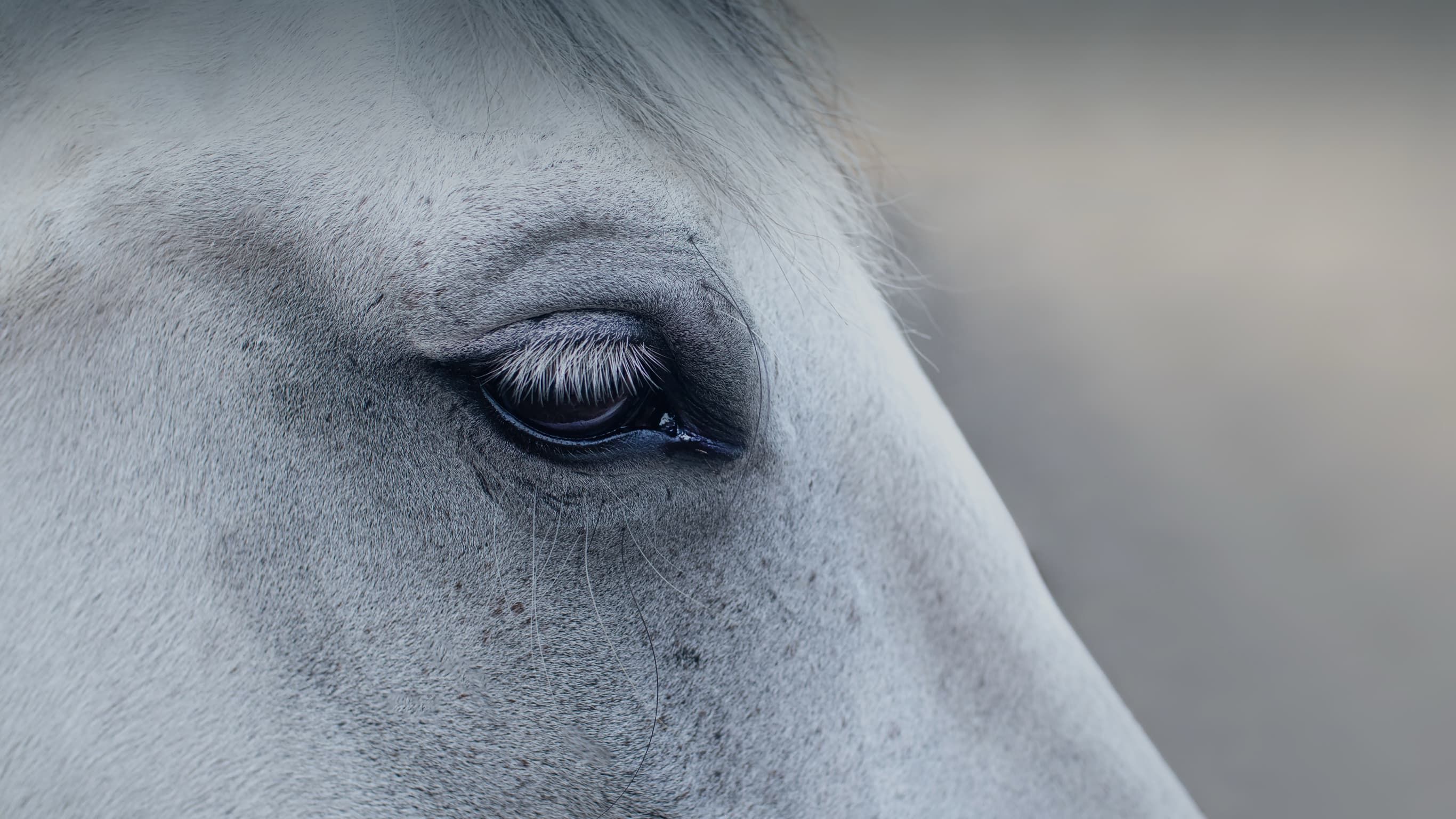 Close-up of a grey horse's eye, its expression calm and attentive