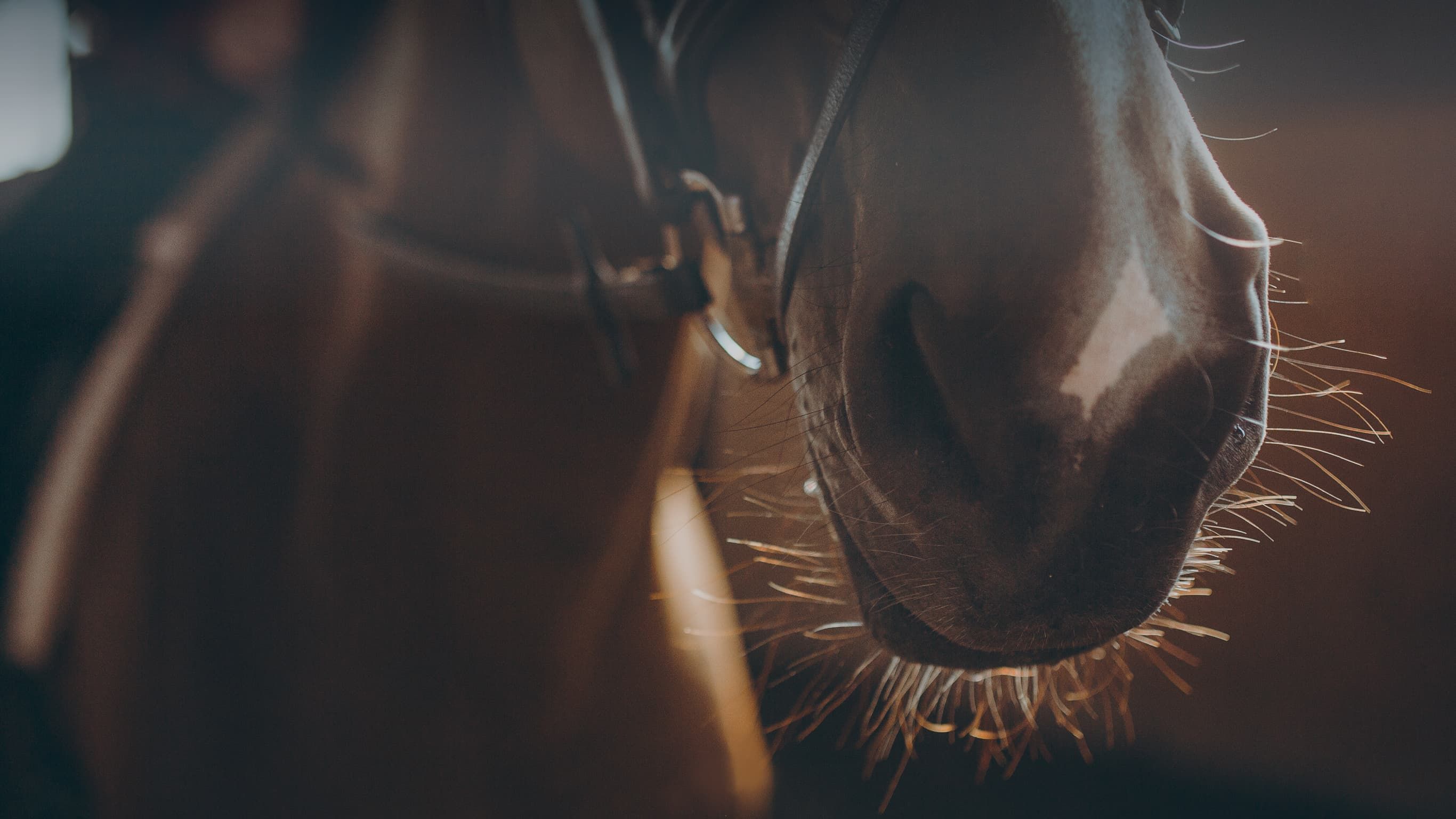 A dark horse's muzzle and whiskers in warm golden light, bridle visible