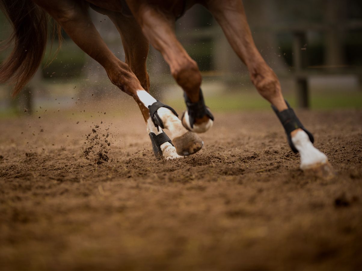 A horse at full gallop, hooves throwing up arena sand, wearing protective boots