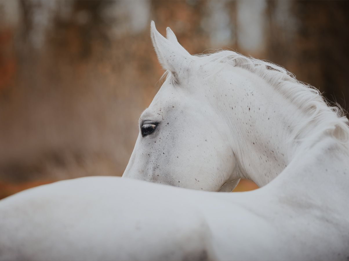 Portrait of a white horse in profile against an autumn backdrop